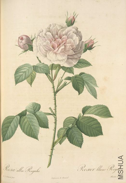 039 Rosa Alba Regalis.jpg