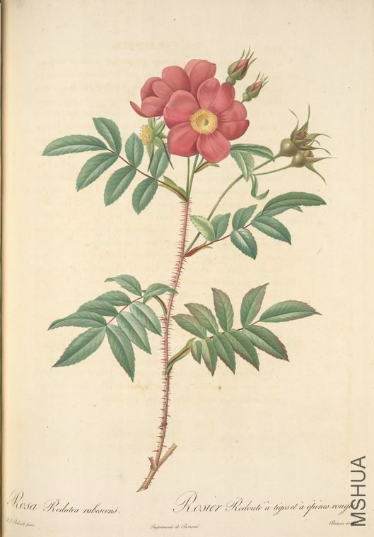042 Rosa Redutea Rubescens.jpg
