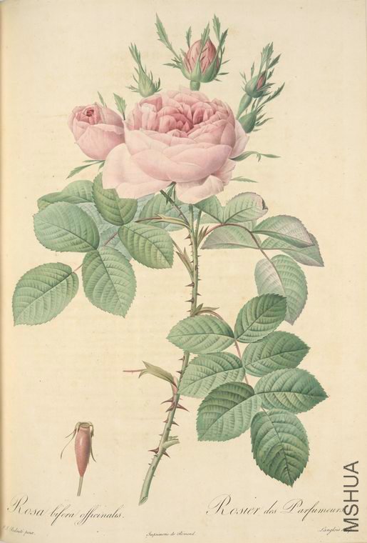 044 Rosa bifera Officinalis.jpg