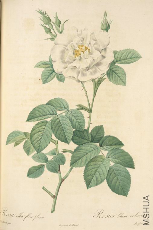 049 Rosa Alba Flore Pleno.jpg