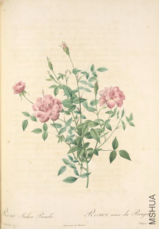 048 Rosa Indica Pumila.jpg