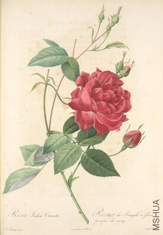 052 Rosa Indica Cruenta.jpg