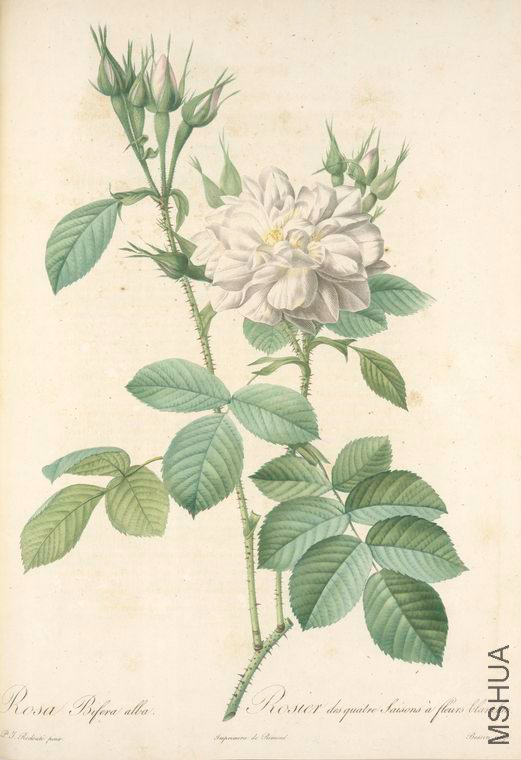 051 Rosa Bifera Alba.jpg