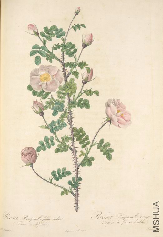 050 Rosa Pimpinellifolia Rubra (Flore Multiplici).jpg