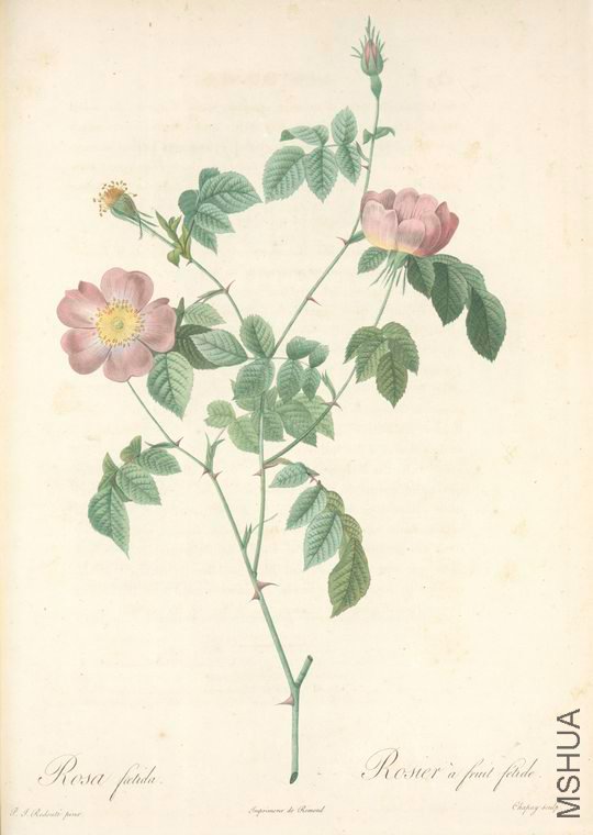 056 Rosa Foetida.jpg