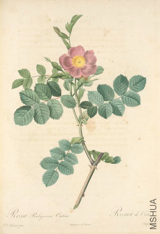 053 Rosa Rubiginosa Cretica.jpg