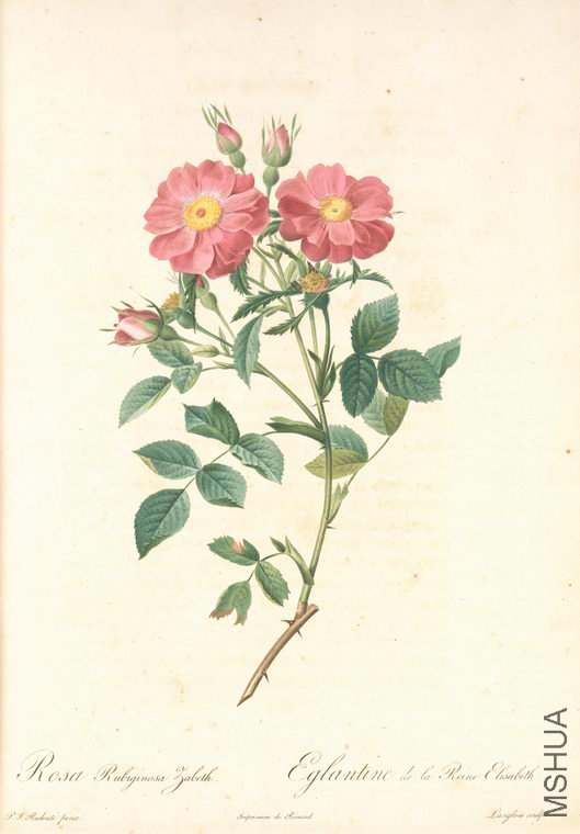 060 Rosa Rubiginosa Zabeth.jpg