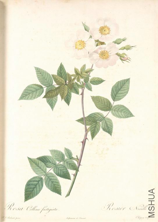 064 Rosa Collina Fastigiata.jpg
