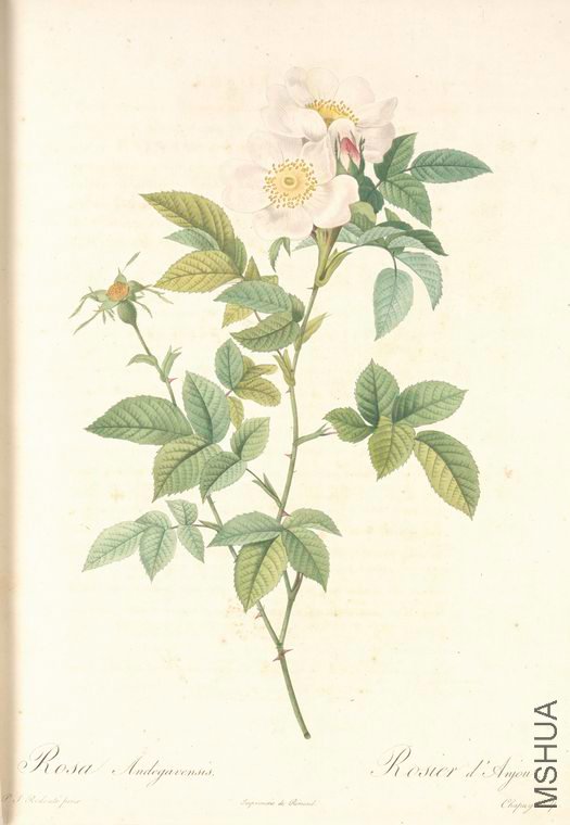 062 Rosa Andegavensis.jpg