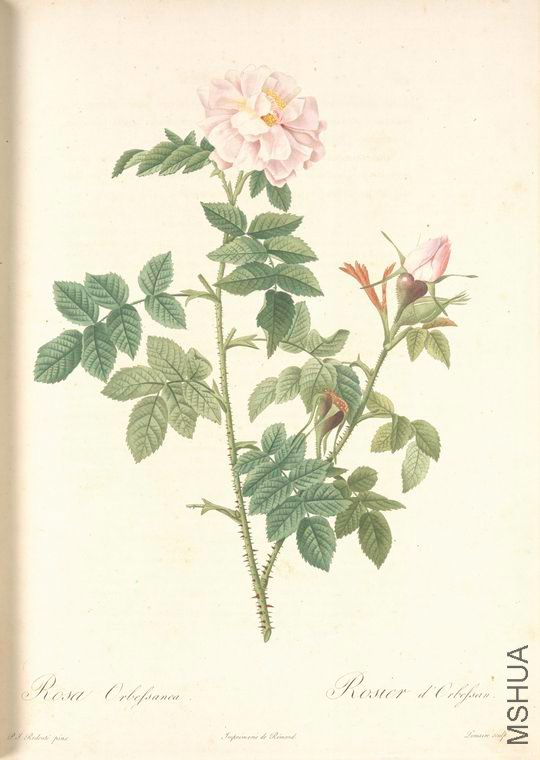 067 Rosa Orbessanea.jpg