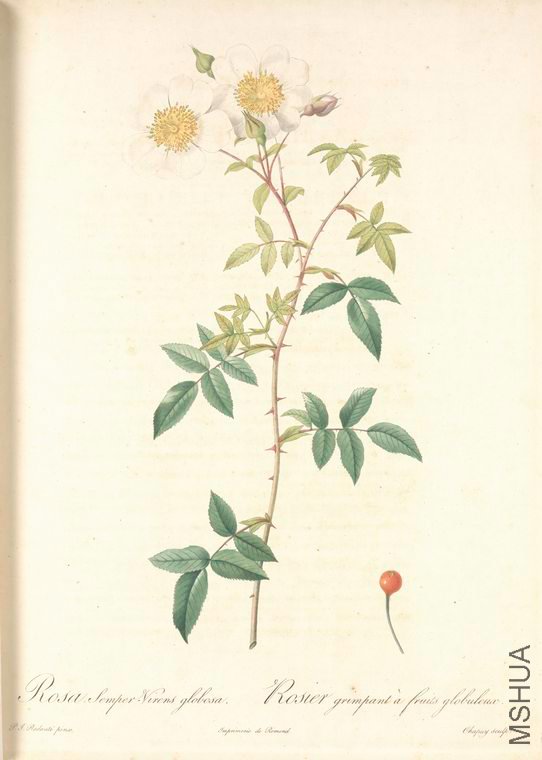 065 Rosa Semper-Virens Globosa.jpg