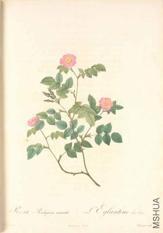 068 Rosa Rubiginosa Nemoralis.jpg