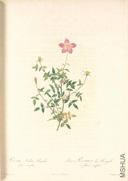 069 Rosa Indica Pumila (Flore Simplici).jpg