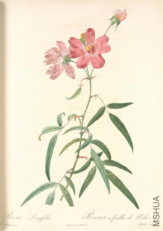 070 Rosa Longifolia.jpg