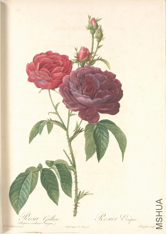071 Rosa Gallica (Purpuroviolacea Magna).jpg