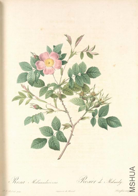 073 Rosa Malmundariensis.jpg