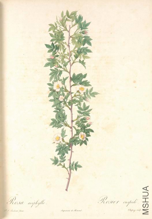 072 Rosa Aciphylla.jpg