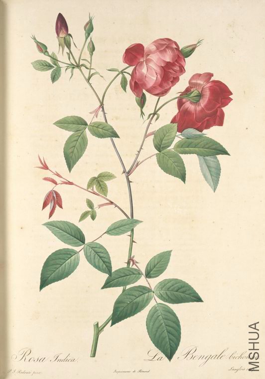 075 Rosa Indica.jpg