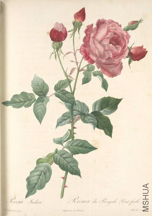 074 Rosa Indica.jpg