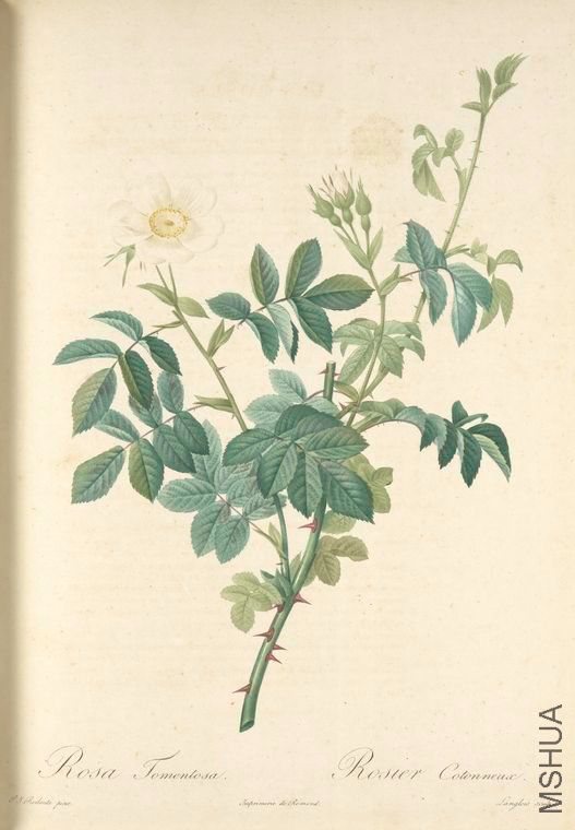 076 Rosa Tomentosa.jpg