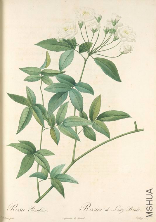 078 Rosa Banksiae.jpg