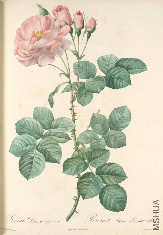 077 Rosa Damascena Aurora.jpg