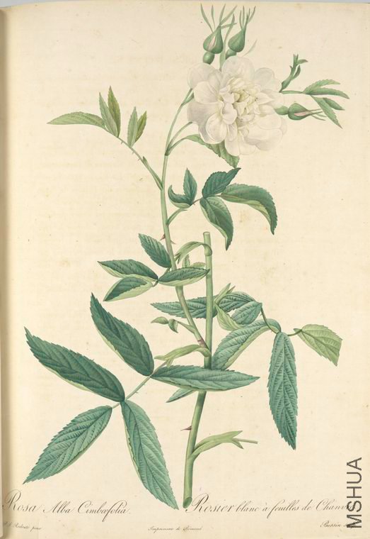 080 Rosa Alba Cimbaefolia.jpg