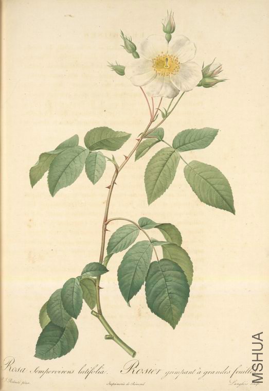 081 Rosa Sempervirens Latifolia.jpg