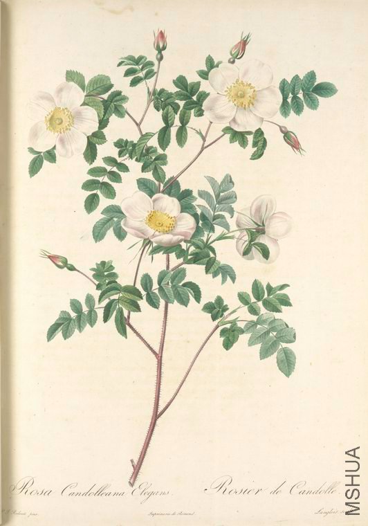 079 Rosa Candolleana Elegans.jpg