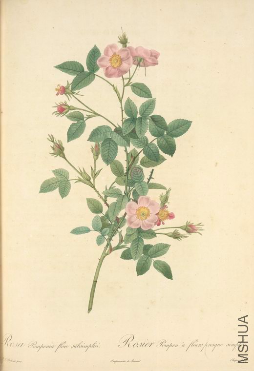 085 Rosa Pomponia Flore Subsimplici.jpg