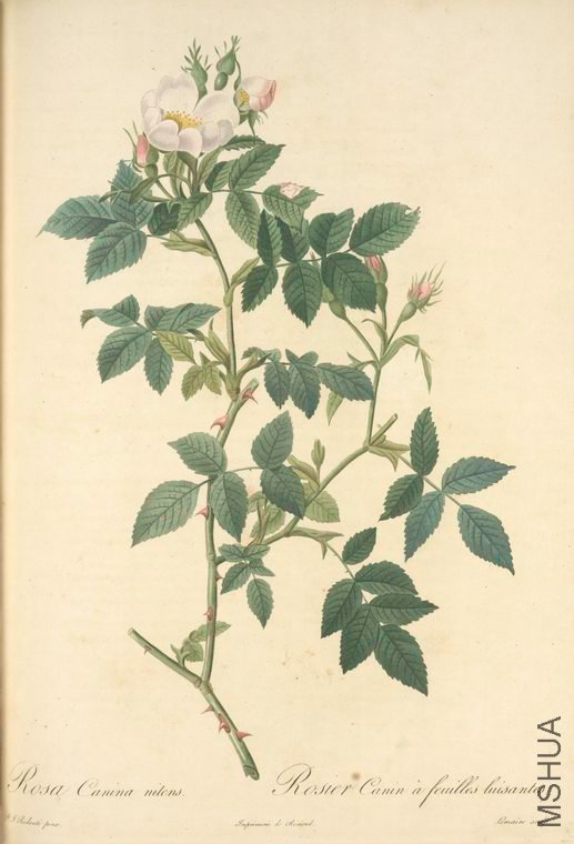 082 Rosa Canina Nitens.jpg