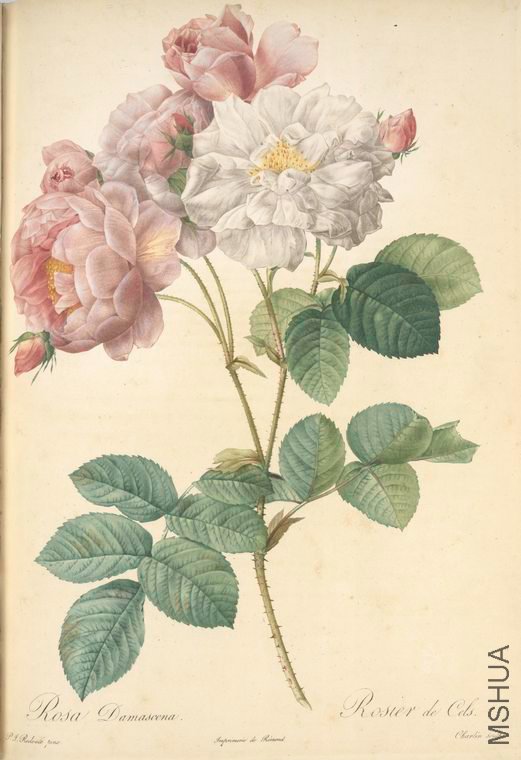 083 Rosa Damascena.jpg