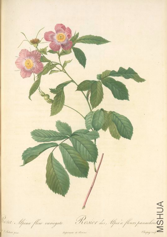084 Rosa Alpina Flore Variegato.jpg