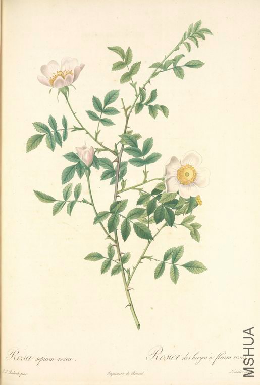 087 Rosa Sepium Rosea.jpg