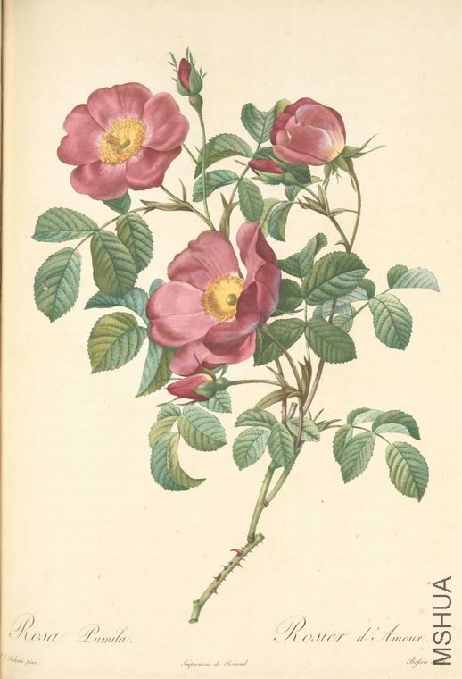 088 Rosa Pumila.jpg