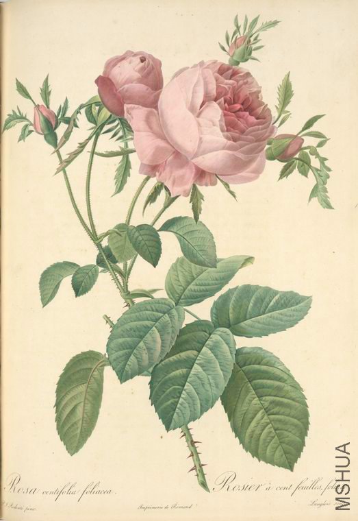 086 Rosa Centifolia Foliacea.jpg