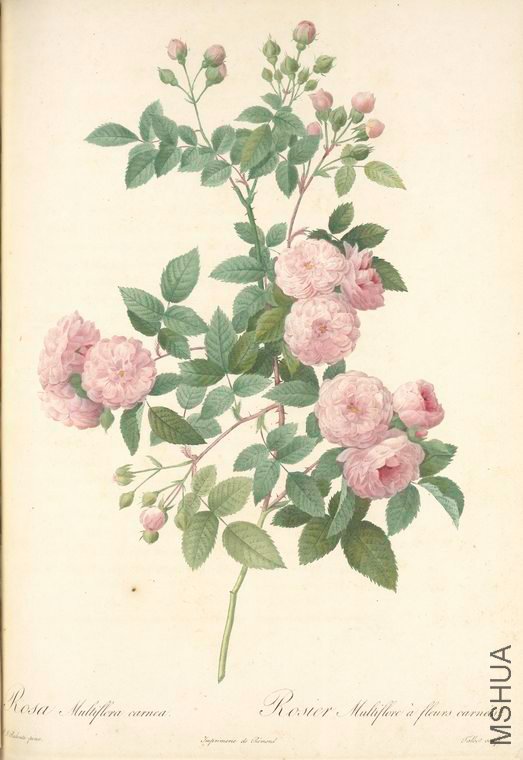 090 Rosa Multiflora Carnea.jpg