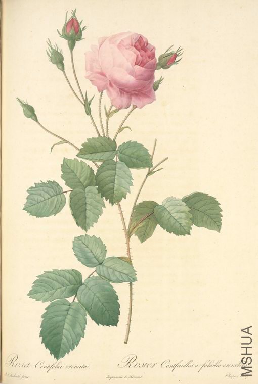 089 Rosa Centifolia Crenata.jpg