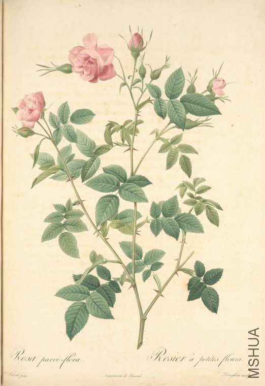 093 Rosa Parvi-Flora.jpg