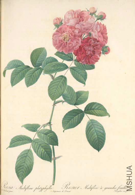 091 Rosa Multiflora Platyphylla.jpg