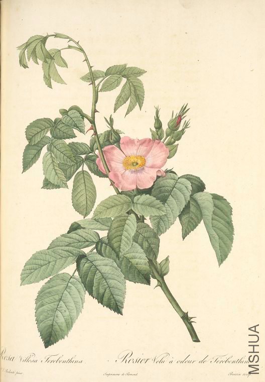 092 Rosa Villosa Therebenthina.jpg