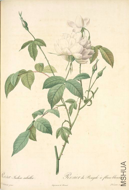 096 Rosa Indica Subalba.jpg