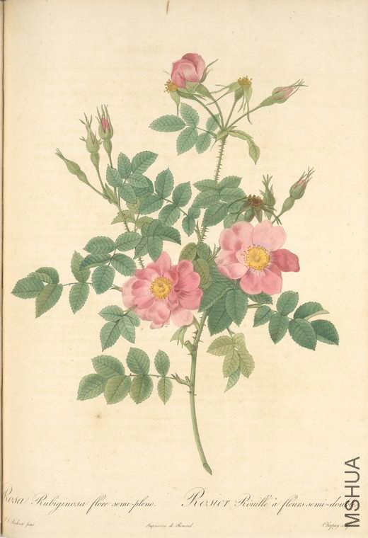 094 Rosa Rubiginosa Flore Semi-Pleno.jpg