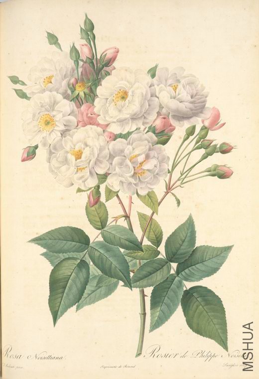 095 Rosa Noisettiana.jpg