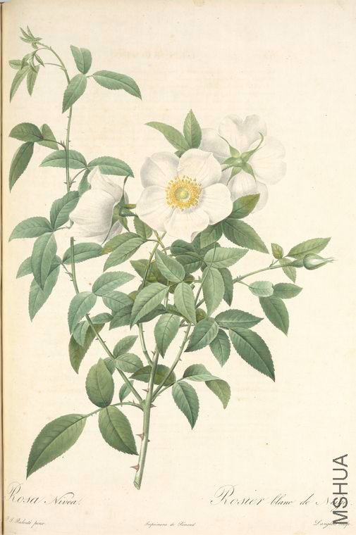 097 Rosa Nivea.jpg