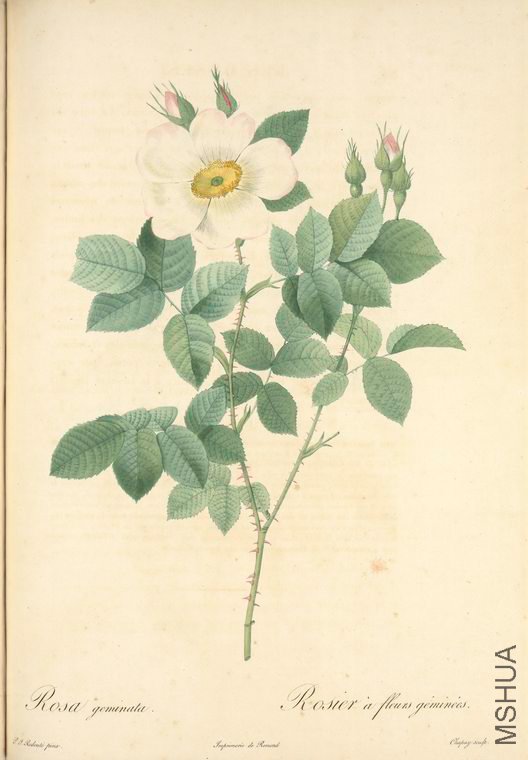 098 Rosa Geminata.jpg