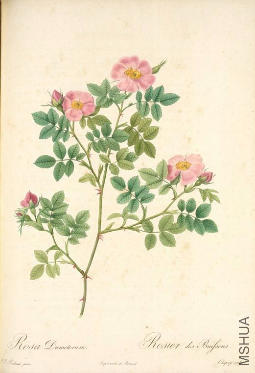 099 Rosa Dumetorum.jpg