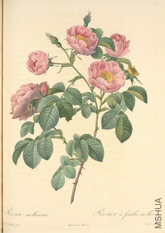 101 Rosa Mollissima Flore Submultiplici.jpg