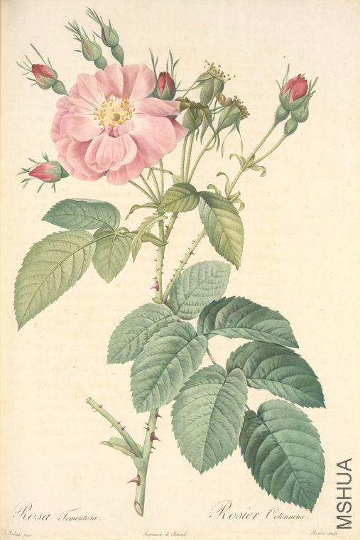 100 Rosa Tomentosa.jpg