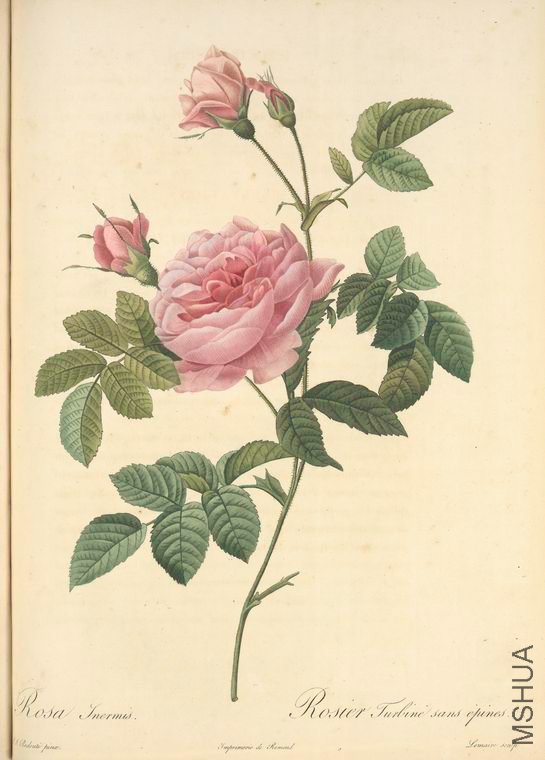 103 Rosa Inermis.jpg